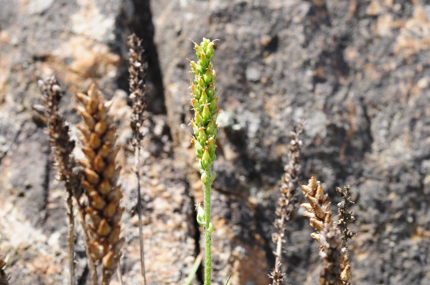 Image of Plantago camtschatica specimen.