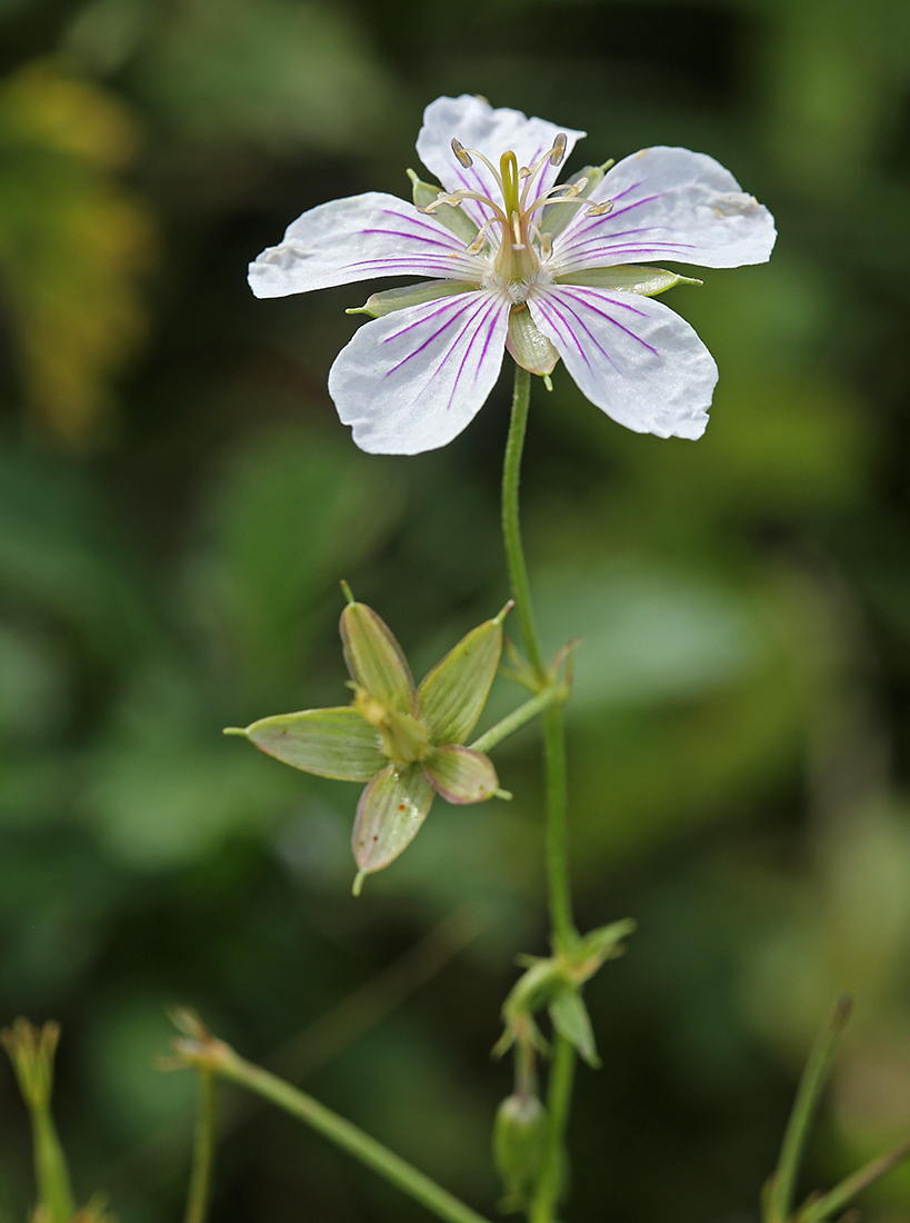 Изображение особи Geranium sieboldii.
