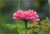 Zinnia elegans