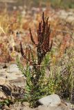 Rumex stenophyllus. Плодоносящее растение. Приморский край, Уссурийский ГО, окр. ж.-д. пл. 9194 км, дол. р. Раздольная на левом берегу, пойма, галечниковые отложения. 22.09.2025.