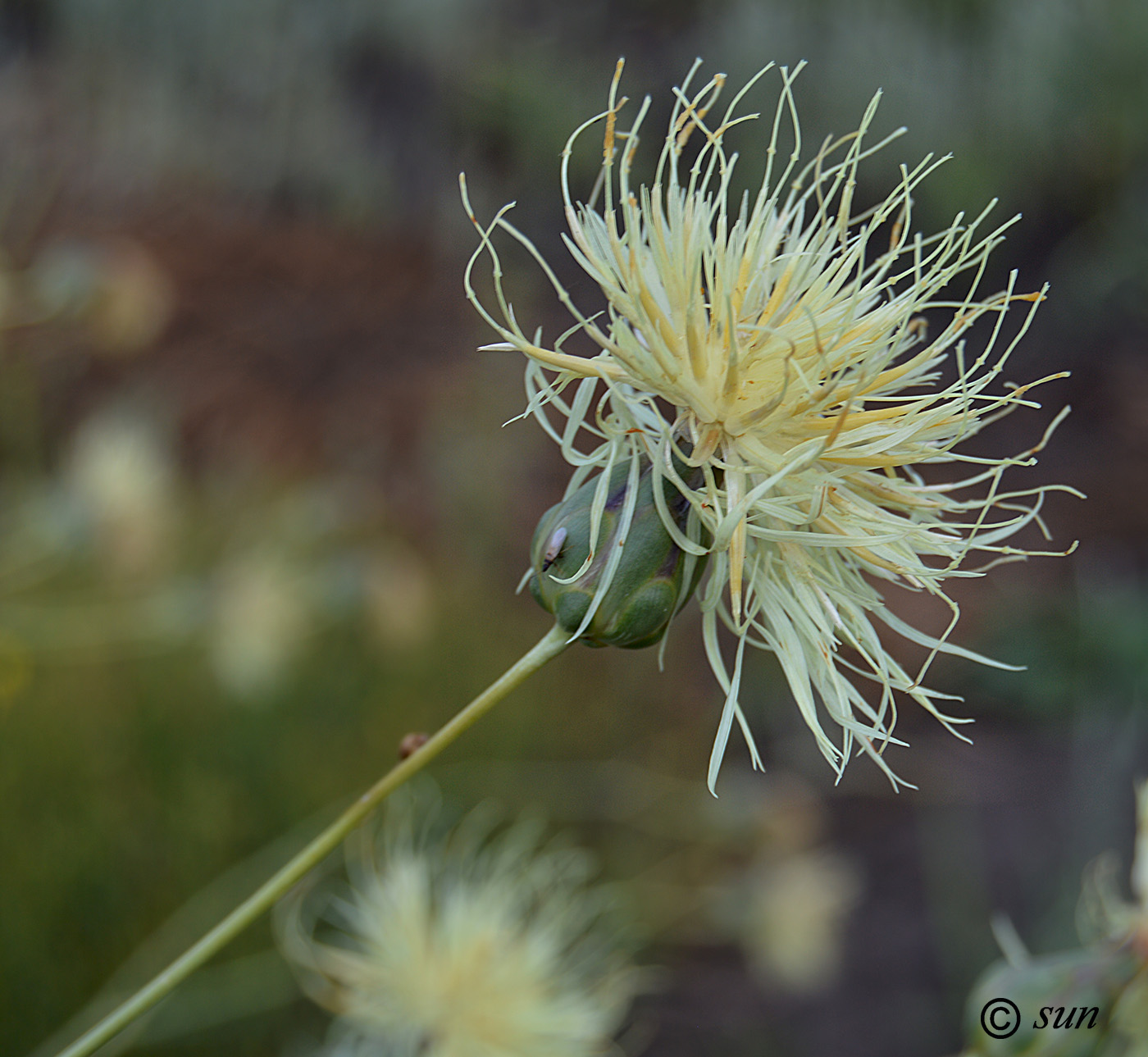 Изображение особи Rhaponticoides taliewii.