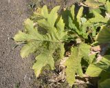 Heracleum asperum