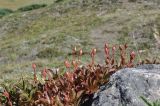 Arctous erythrocarpa. Плодоносящие растения. Камчатский край, Елизовский р-н, склон горы Летняя Поперечная, цирк Большая Чаша, кустарничковая тундра. 03.09.2025.