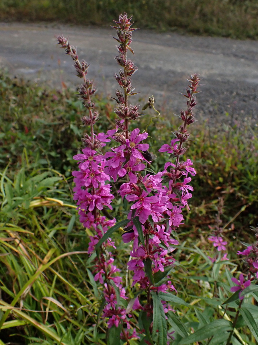 Изображение особи Lythrum salicaria.