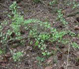 Изображение особи. Автор - Григорий Токарев