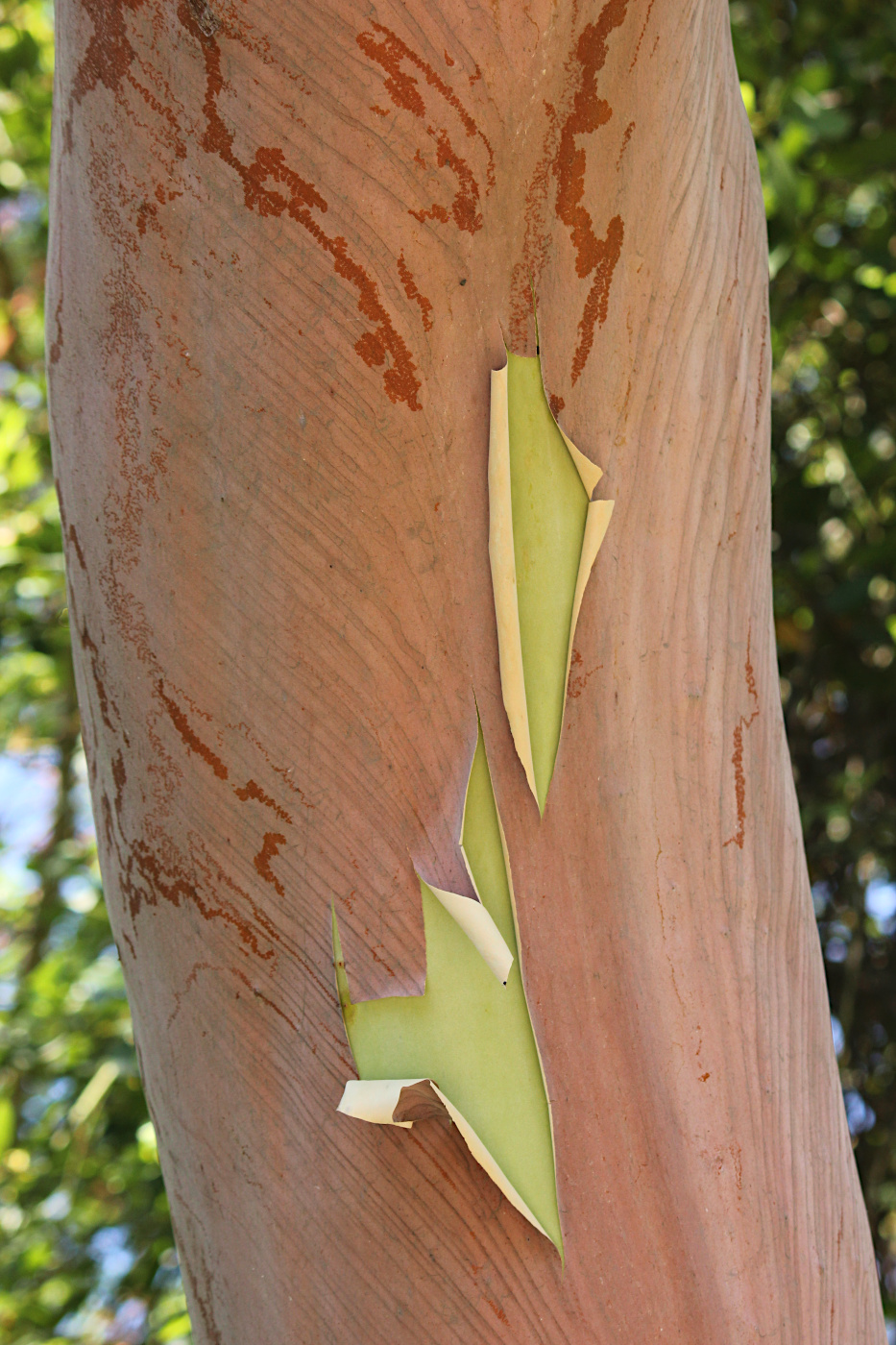 Изображение особи Arbutus andrachne.