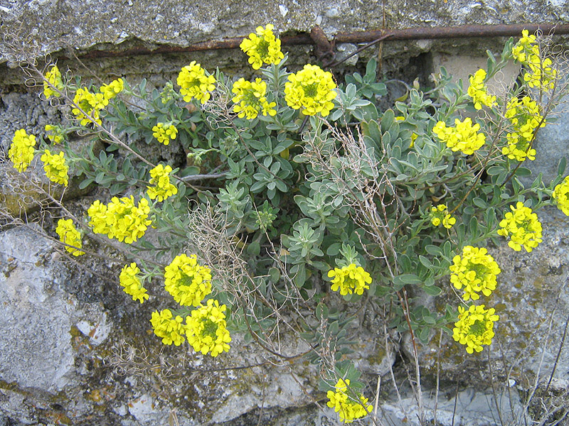 Image of Alyssum calycocarpum specimen.