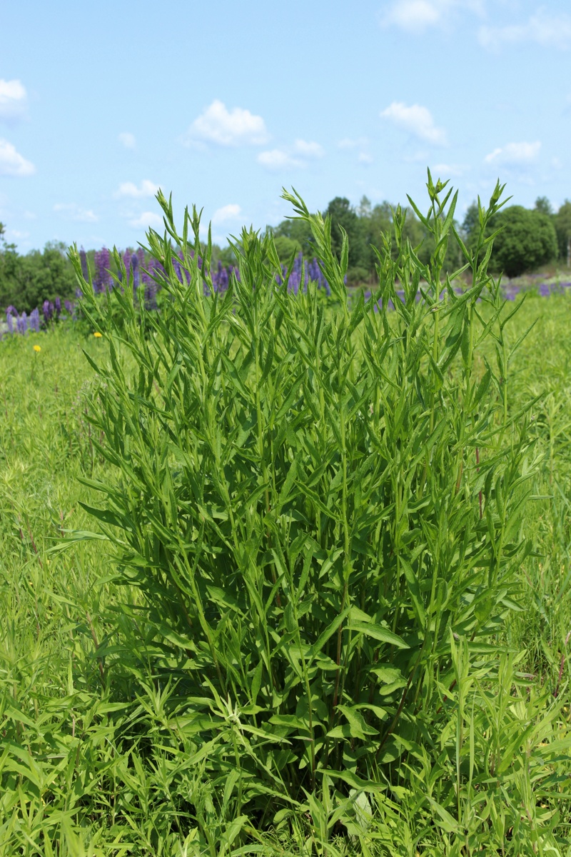 Image of Centaurea jacea specimen.