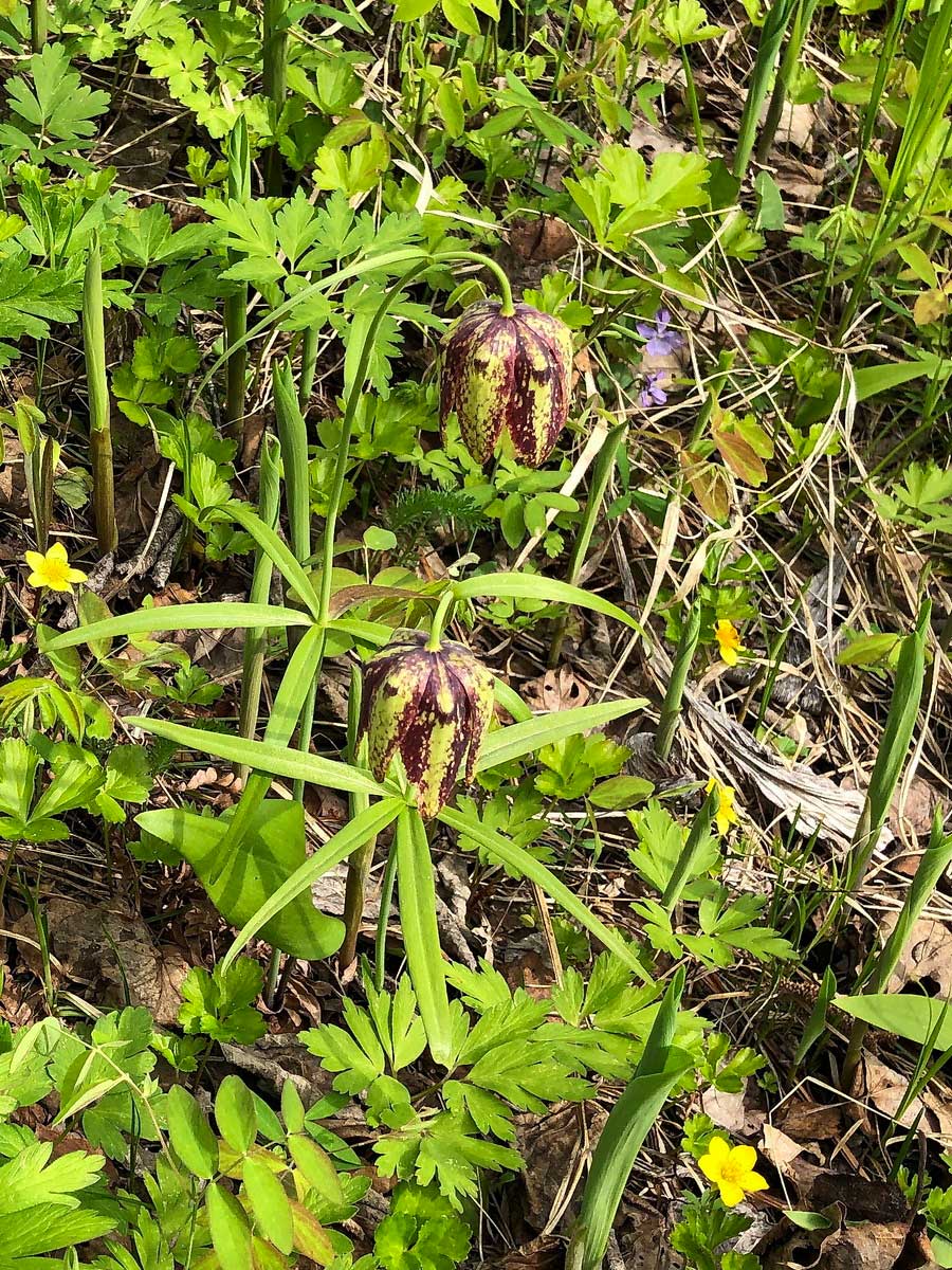 Image of Fritillaria maximowiczii specimen.