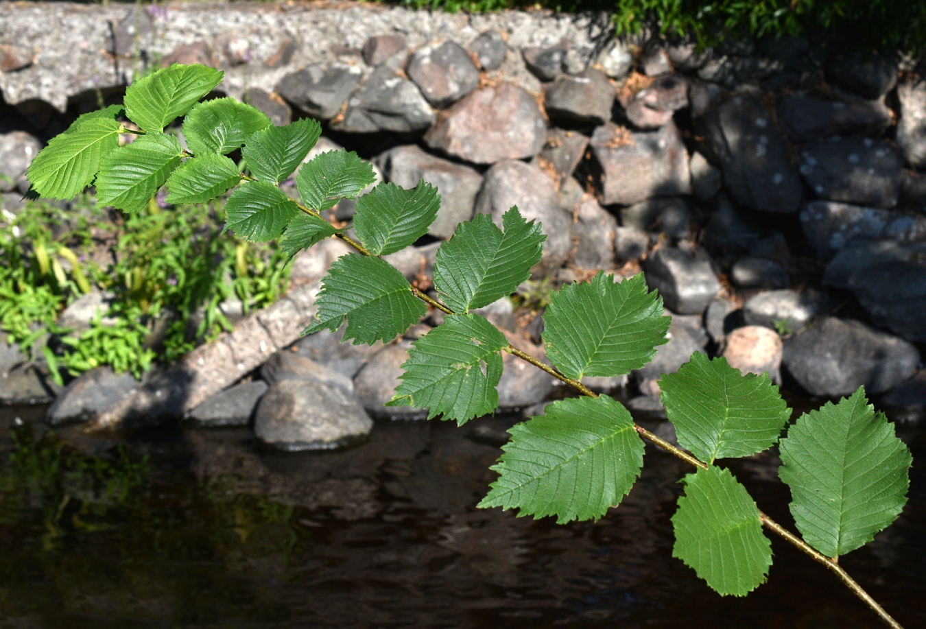 Изображение особи род Ulmus.