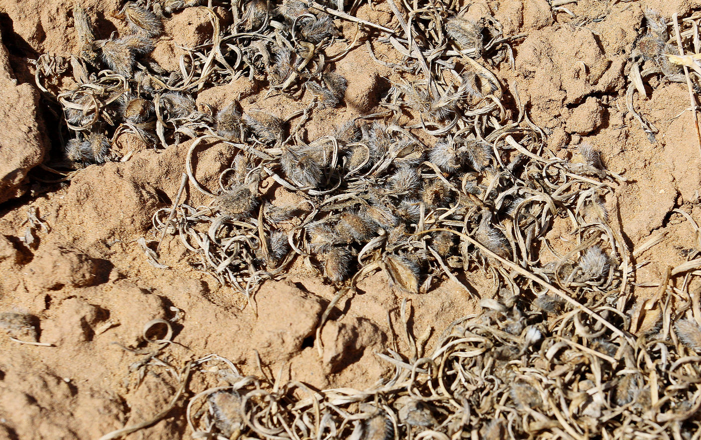 Image of Astragalus baeri specimen.
