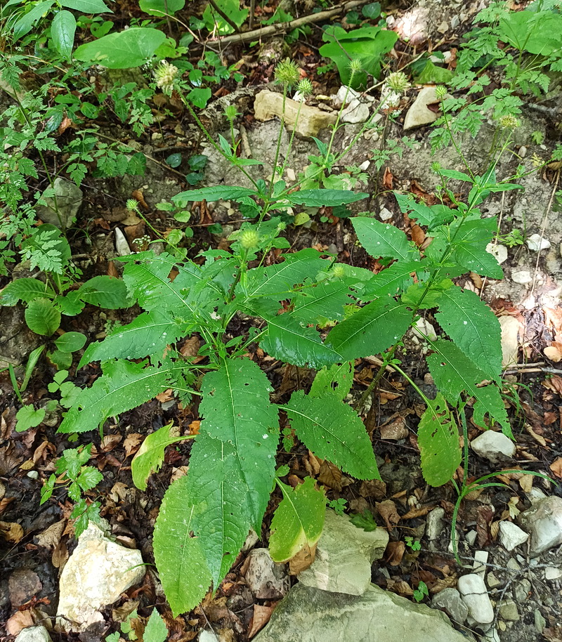Image of Dipsacus pilosus specimen.