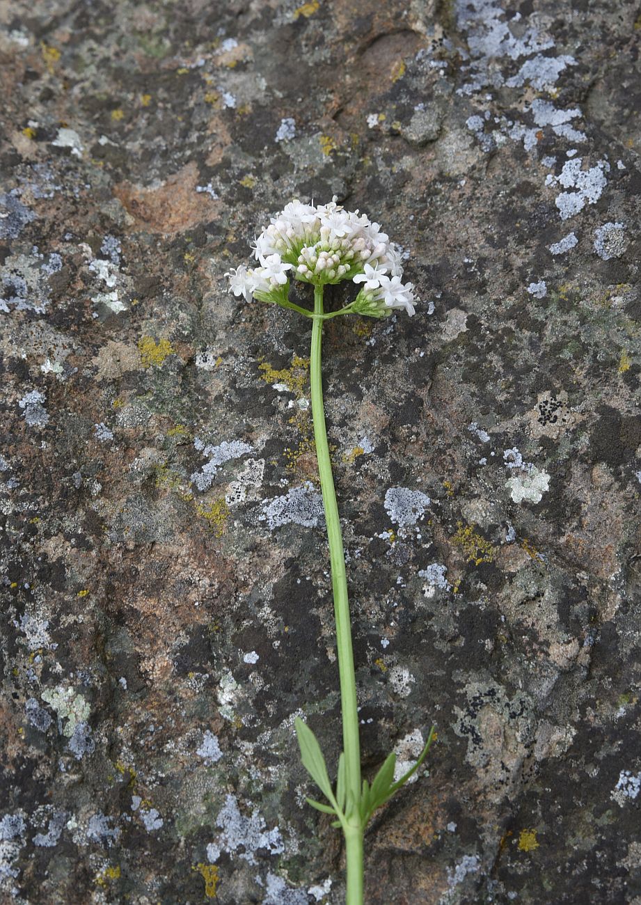 Image of genus Valeriana specimen.