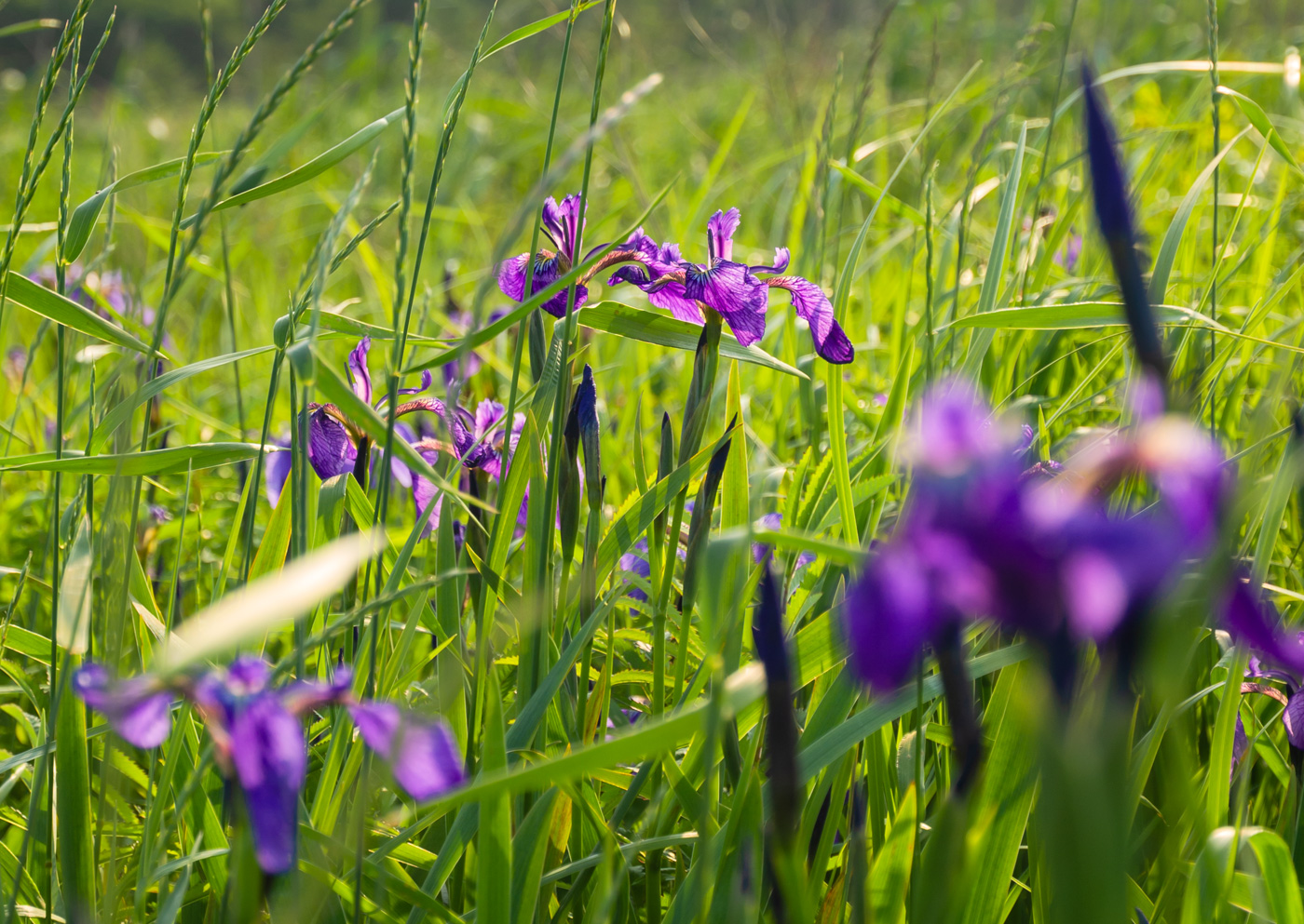 Image of Iris setosa specimen.