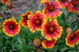 Gaillardia × grandiflora. Соцветия. Китай, пров. Ганьсу, г. Ланьчжоу, в культуре. 07.06.2025.