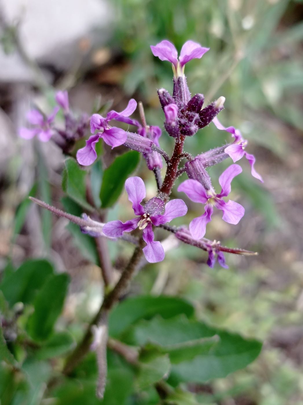 Изображение особи Chorispora tenella.