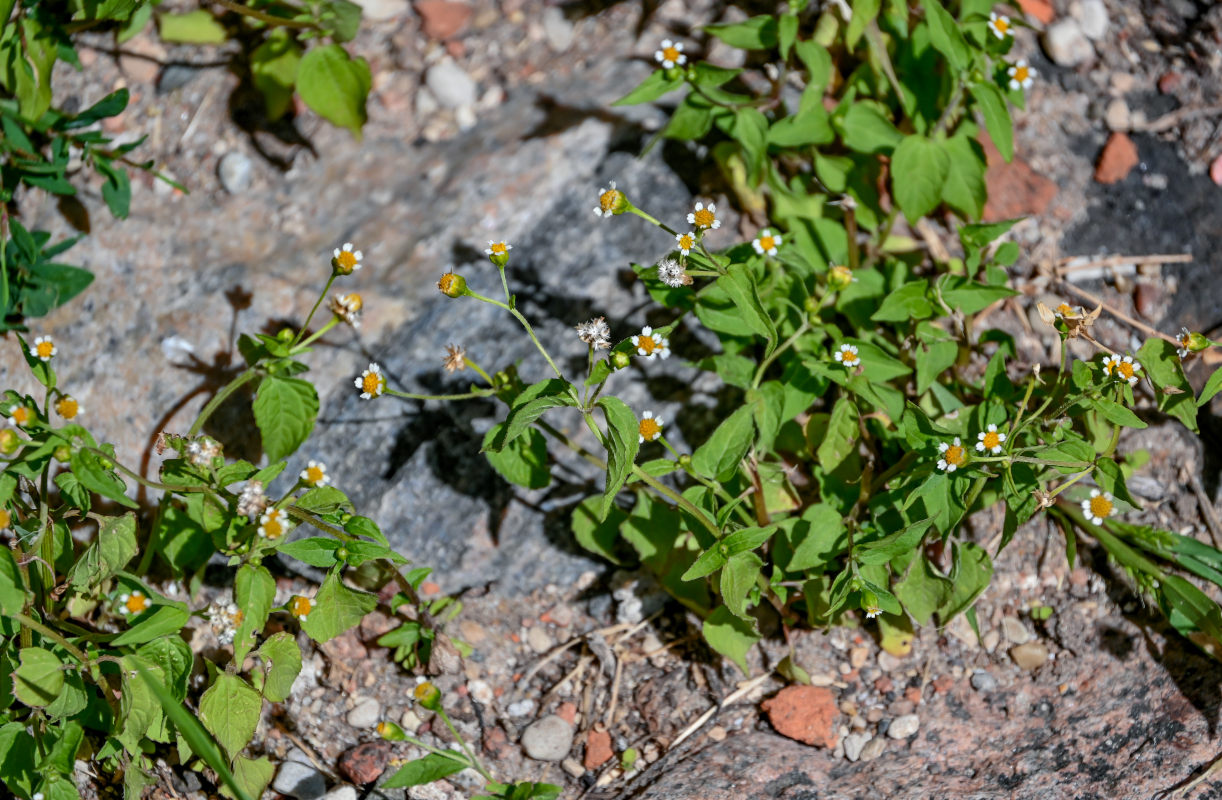 Image of Galinsoga parviflora specimen.