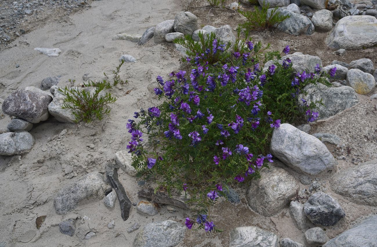 Image of genus Vicia specimen.