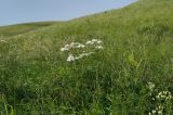 Pyrethrum corymbosum. Цветущее растение. Оренбургская обл., Саракташский р-н, Жёлтинский сельсовет, окр. хут. Султанбаево, луговая степь. 9 июня 2025 г.