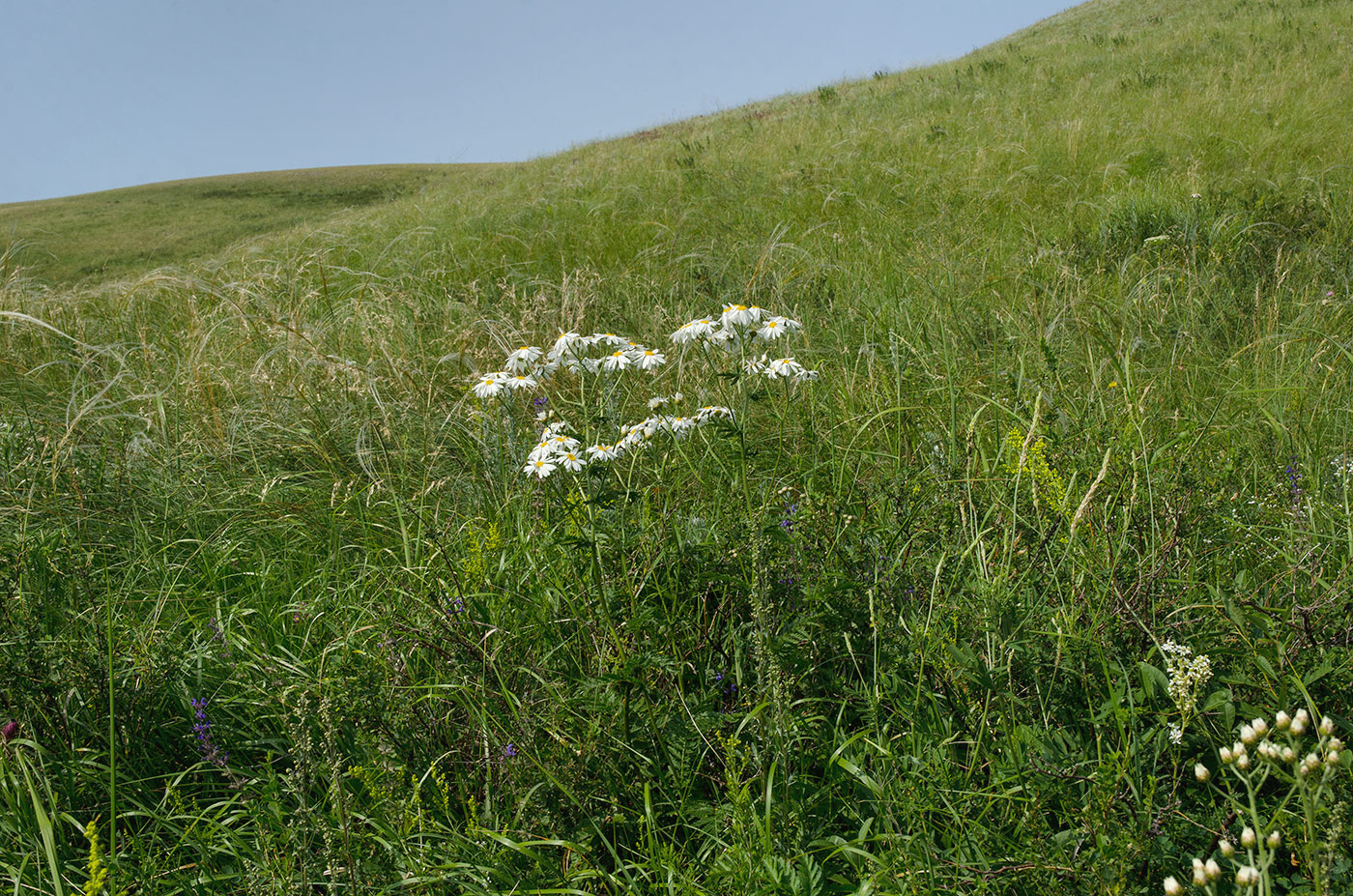 Изображение особи Pyrethrum corymbosum.