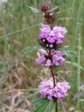 Phlomoides tuberosa