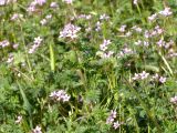 Erodium cicutarium