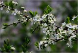 Prunus spinosa. Часть ветви цветущего растения. Московская обл., Раменский р-н, окр. дер. Хрипань, садовый участок. 12.05.2026.