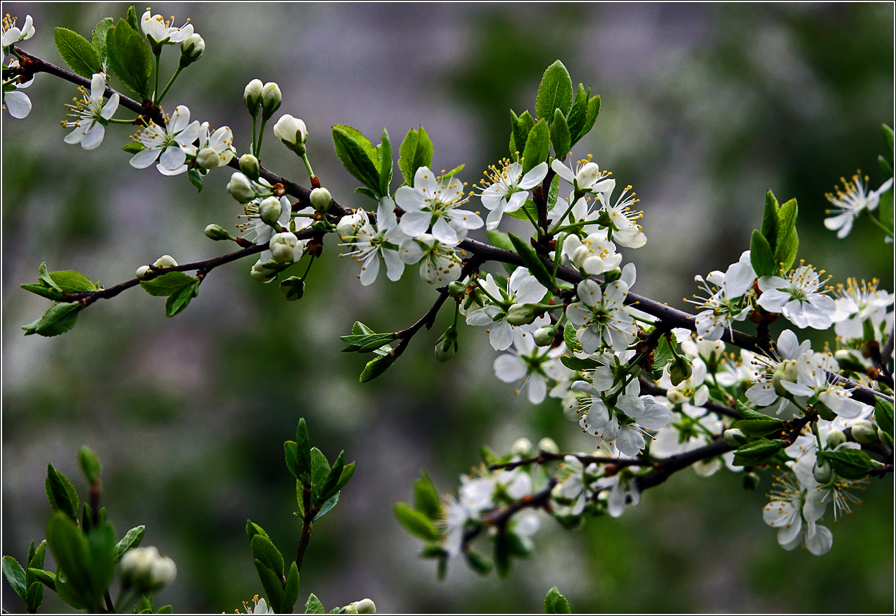 Image of Prunus spinosa specimen.