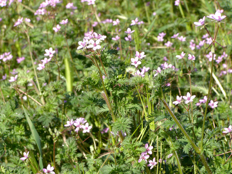 Изображение особи Erodium cicutarium.