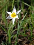 Tulipa biebersteiniana variety tricolor