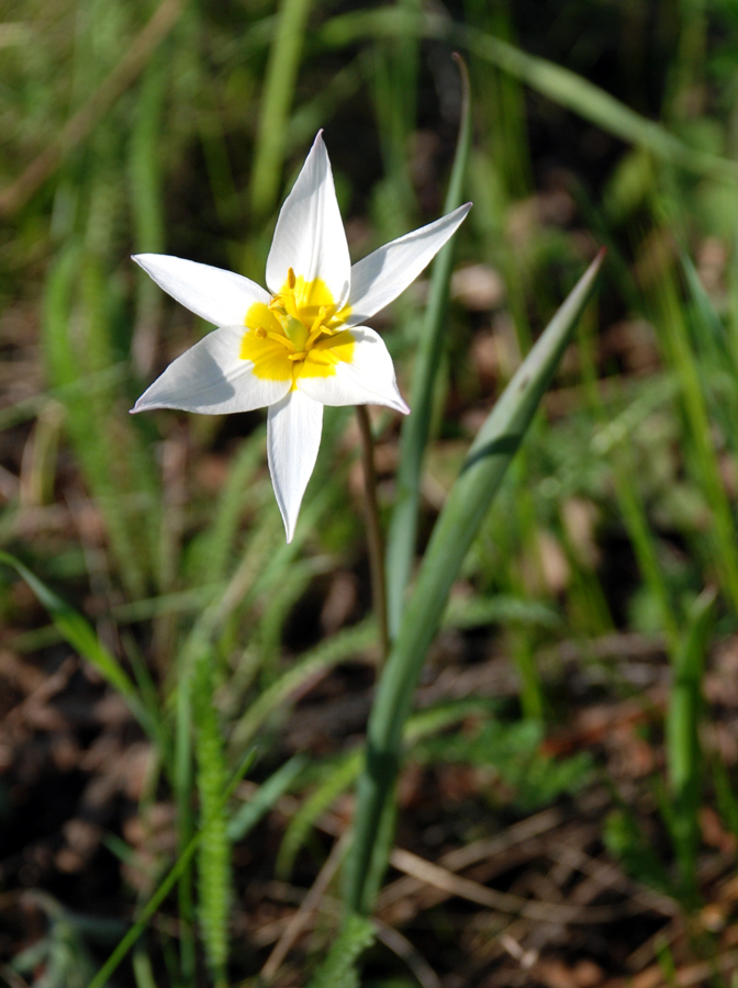 Изображение особи Tulipa biebersteiniana var. tricolor.