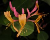 Lonicera caprifolium. Соцветие. Санкт-Петербург, парк Ботанического сода БИН РАН, в культуре. 28.06.2026.