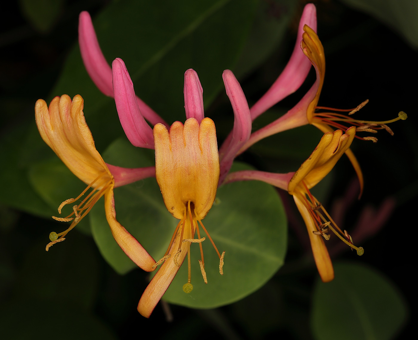 Image of Lonicera caprifolium specimen.