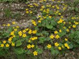 Caltha palustris. Цветущие растения. Хабаровский край, г. Комсомольск-на-Амуре, ООПТ \"Кедрово-тисовая роща\", на лыжной трассе. 24.05.2026.