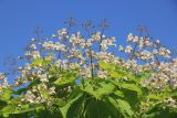 Catalpa bignonioides. Листья и соцветия. Краснодарский край, г. Краснодар, парк \"Краснодар\" (\"Галицкого\"). 8 июня 2023 г.