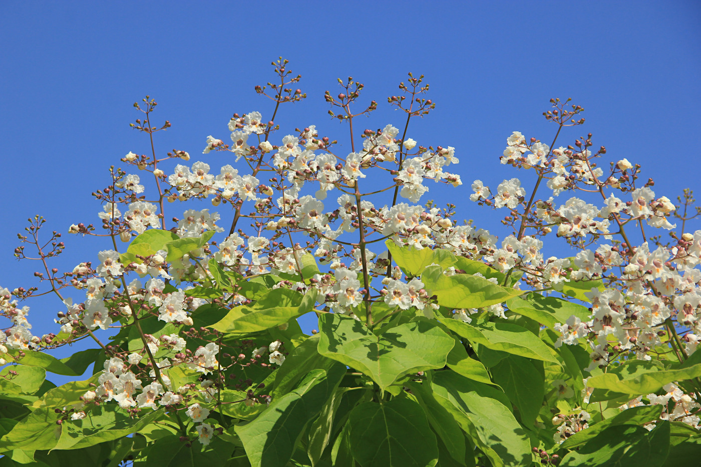Image of Catalpa bignonioides specimen.