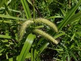 Carex rhynchophysa. Часть побега с соплодиями. Хабаровский край, окр. г. Комсомольск-на-Амуре, просека ЛЭП. 14.06.2026.