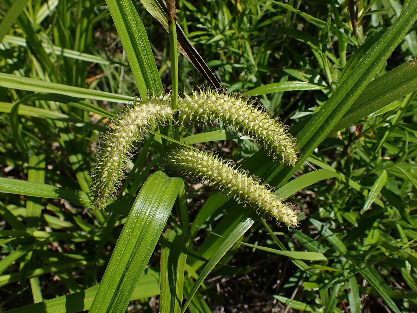 Изображение особи Carex rhynchophysa.