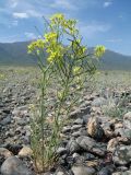genus Erysimum. Цветущее и плодоносящее растение. Казахстан, Жетысуская обл., Алакольский р-н; Алакольская впадина, предгорья Джунгарского Алатау на участке между р. Ыргайты и с. Коктума (Джунгарские Ворота), щебнистая пустыня. 8 мая 2026 г.