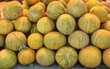 Melo sativus. Собранные для продажи зрелые плоды (разновидность сорта 'Оби наввот'). Узбекистан, Сырдарьинская обл., Акалтынский р-н, придорожная торговля, рынок дынь. 11.08.2026.