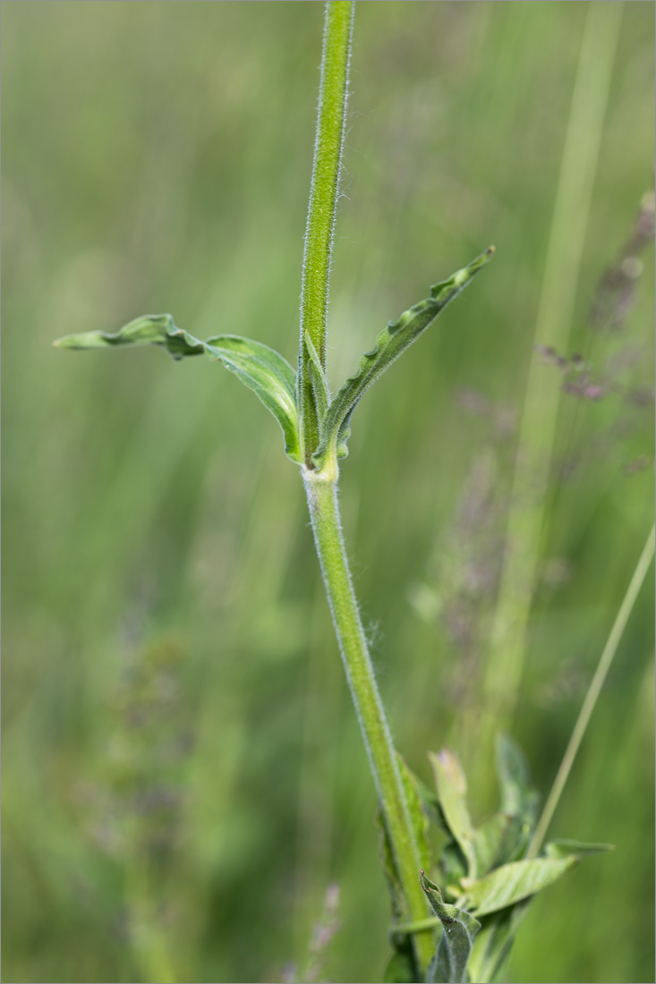 Image of Melandrium album specimen.