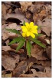 Anemone ranunculoides. Цветущее растение с аномальным (10) количеством лепестков. Республика Татарстан, Верхнеуслонский район, 01.05.2005.