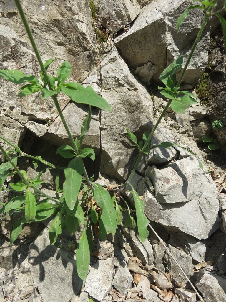 Image of Silene viridiflora specimen.