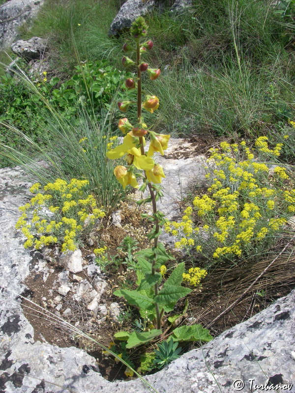 Image of Verbascum spectabile specimen.