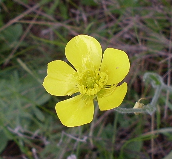 Image of Ranunculus illyricus specimen.