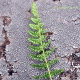 Woodsia subcordata. Обратная сторона вайи. Приморский край, Уссурийский р-н, окр. с. Монакино, каменистый склон в широколиственном лесу. 12.06.2011.