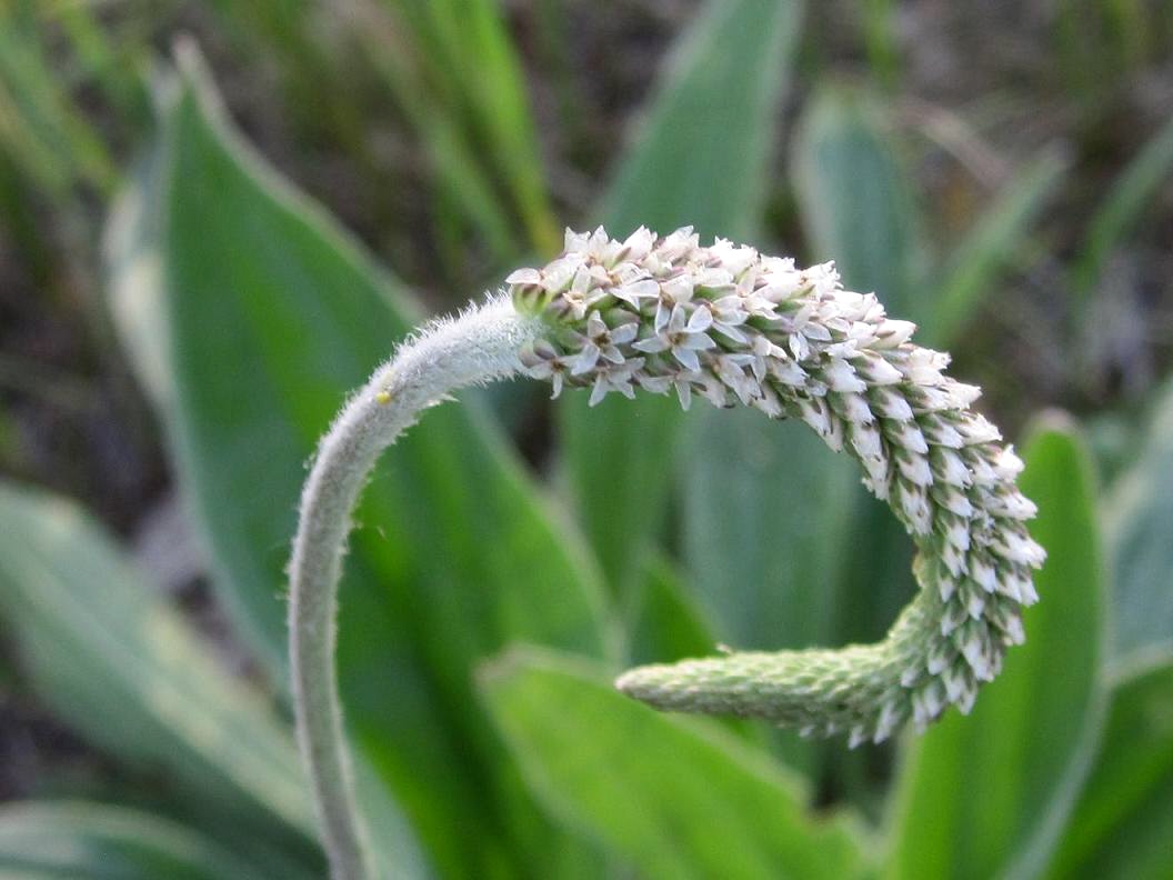 Image of Plantago urvillei specimen.