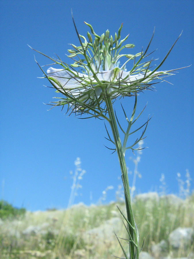 Изображение особи Nigella elata.