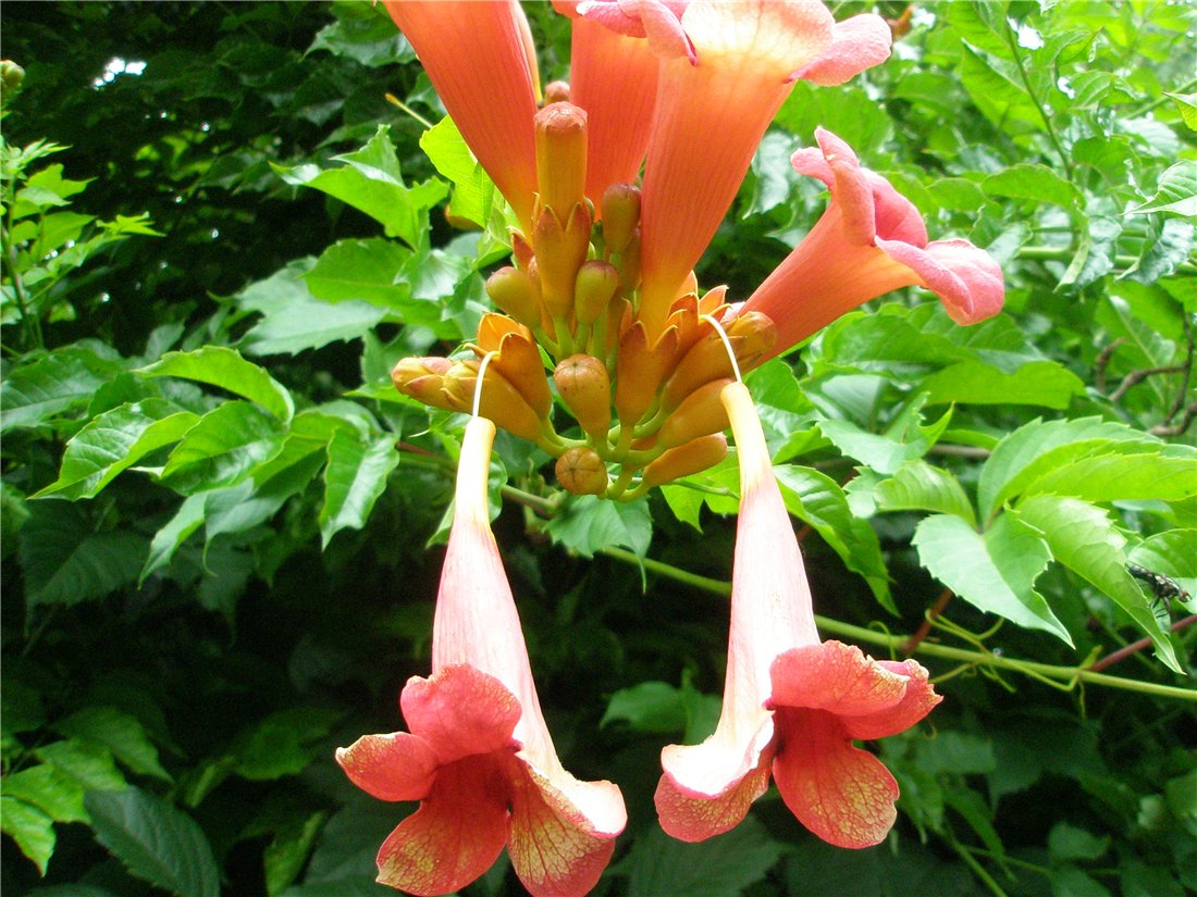 Изображение особи Campsis radicans.