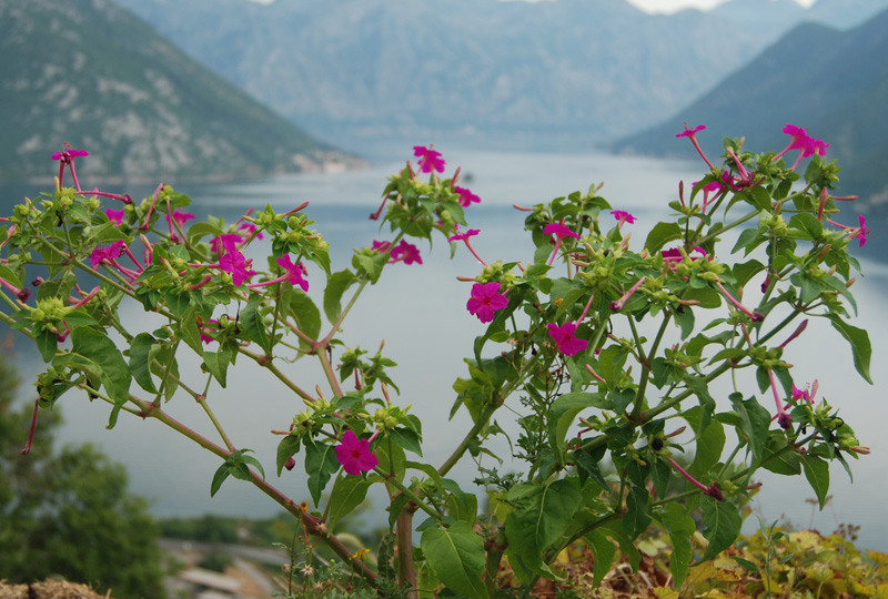 Изображение особи Mirabilis jalapa.